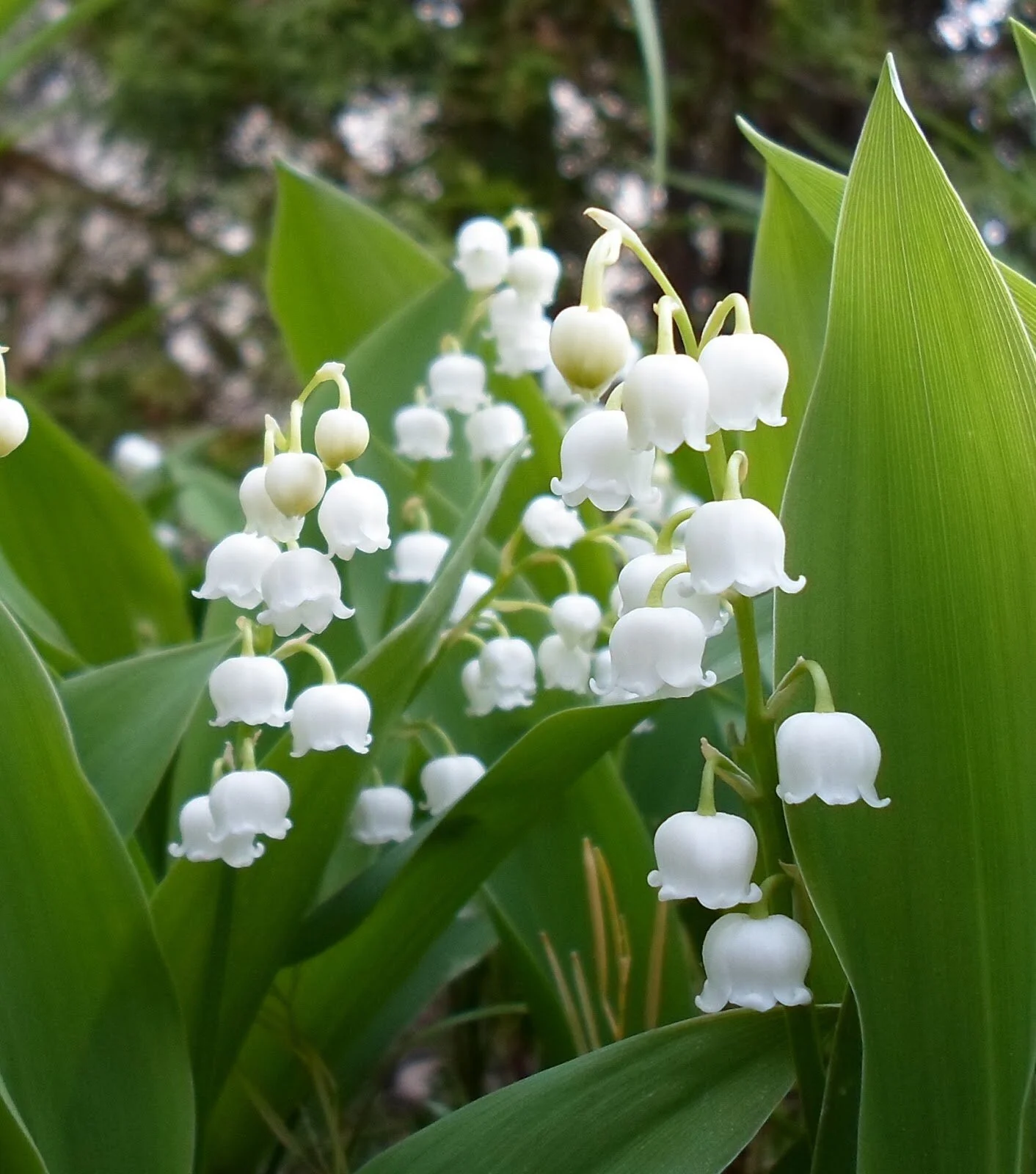 Poisonous Plant Medicine Level Three: Week Five | Embodied Sensuality (Lily of the Valley, Scopolia + Belladonna)