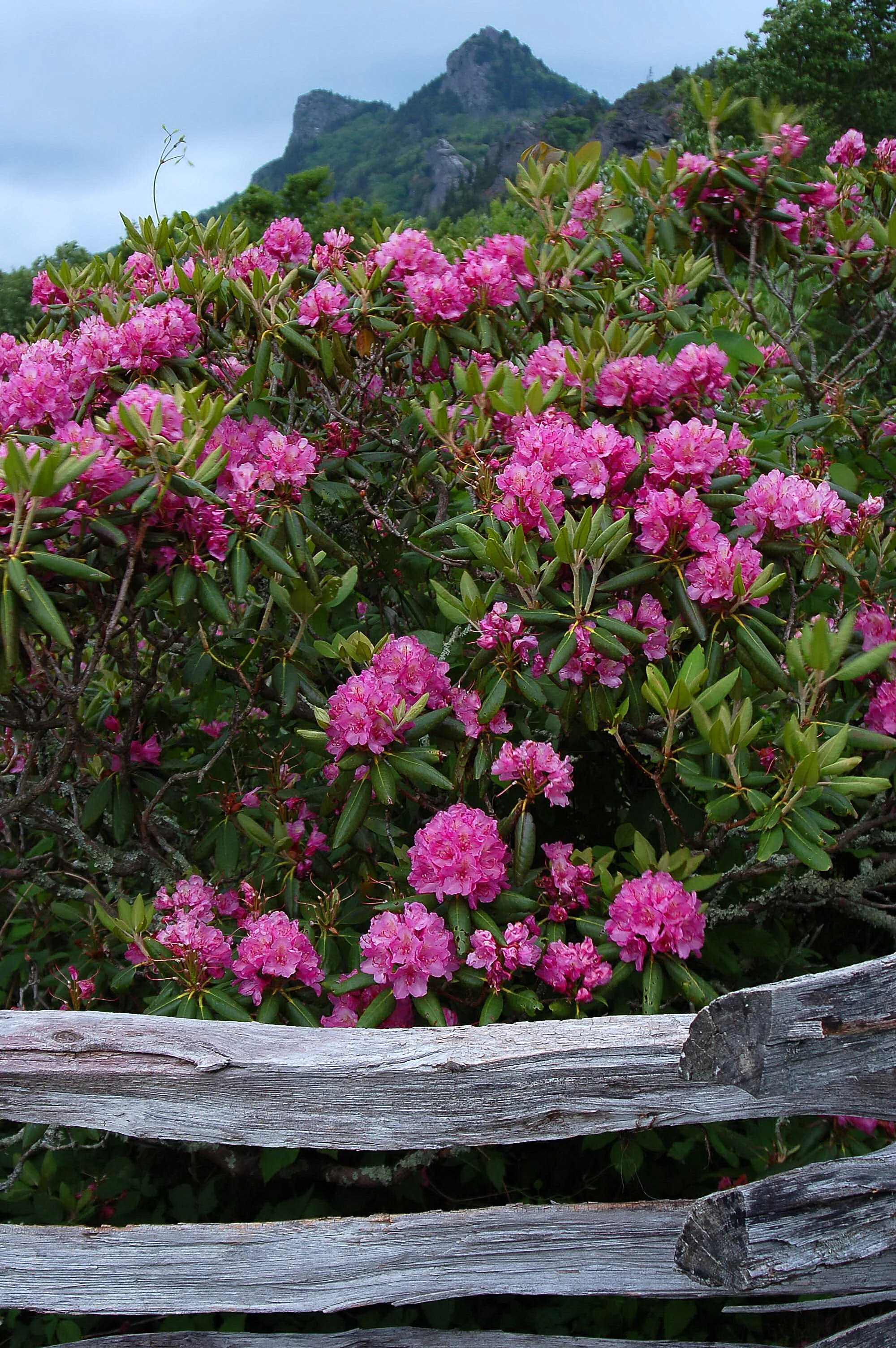 Poisonous Plant Medicine Level Four: Week Seven | Lightening up the Shadow (Mountain Laurel, Rhododendron + Foxglove)
