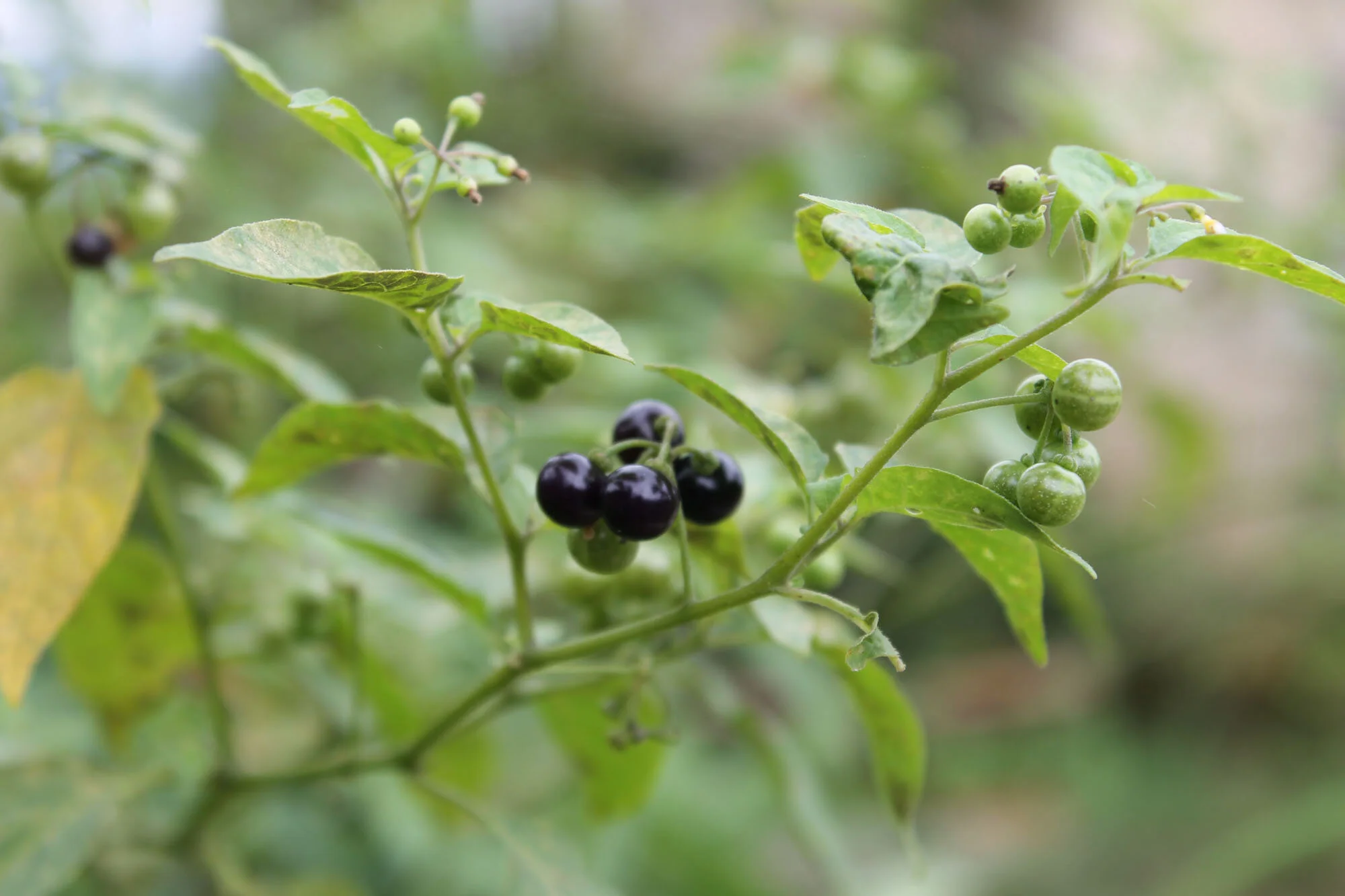 Poisonous Plant Medicine Level Four: Week Eight | Checking In (Black Nightshade, Wild Lettuce + Henbane)
