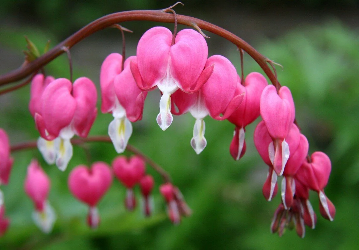 Poisonous Plant Medicine Level Four: Week Nine | Thawing the Cold (Bleeding Hearts, Snowdrop, Skunk Cabbage + Hellebore)