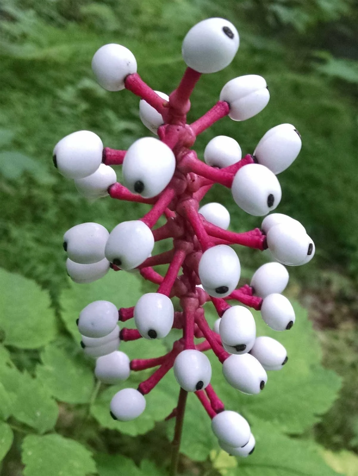 Poisonous Plant Medicine Level Four: Week Ten | Responsible Self-Care (Horse Nettle, Doll’s Eyes + Poke)