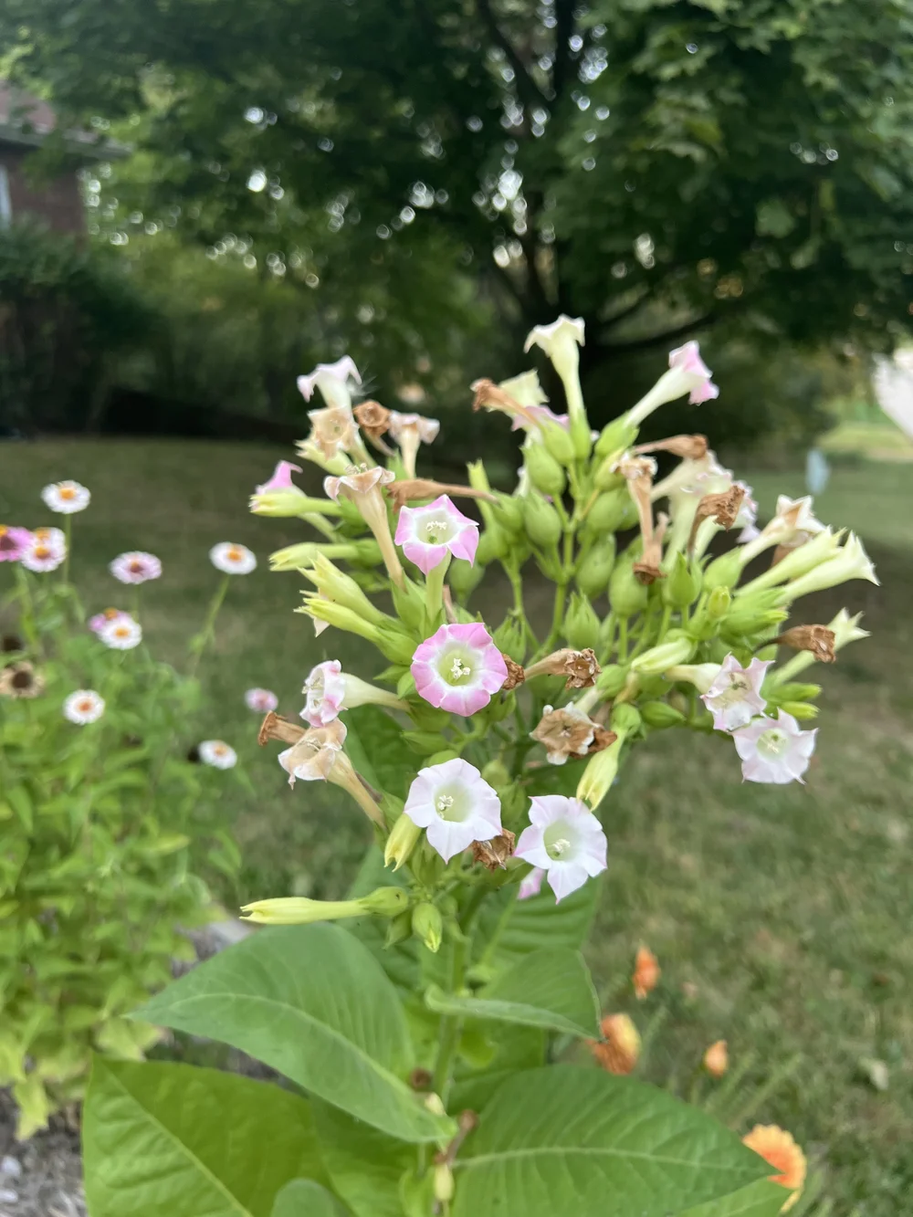 can you smoke tobacco flowers Smoking Tobacco Flower Essence — Kathryn Solie
