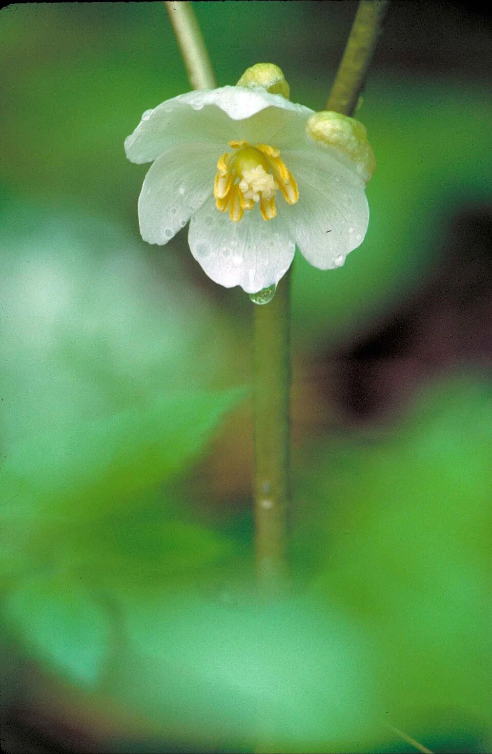 Mayapple_plant_flower_podophyllum_peltatum.jpg