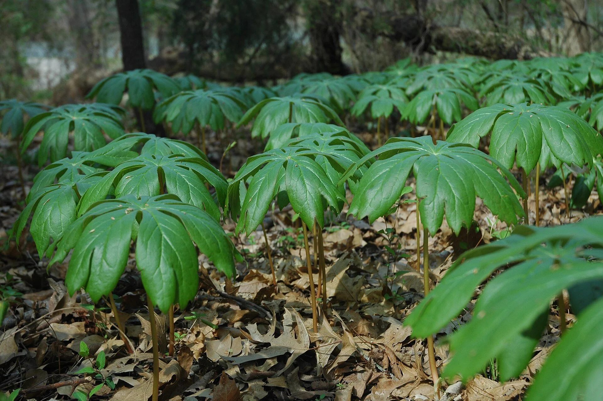 Podophyllum_peltatum_Single_Leaf.jpg