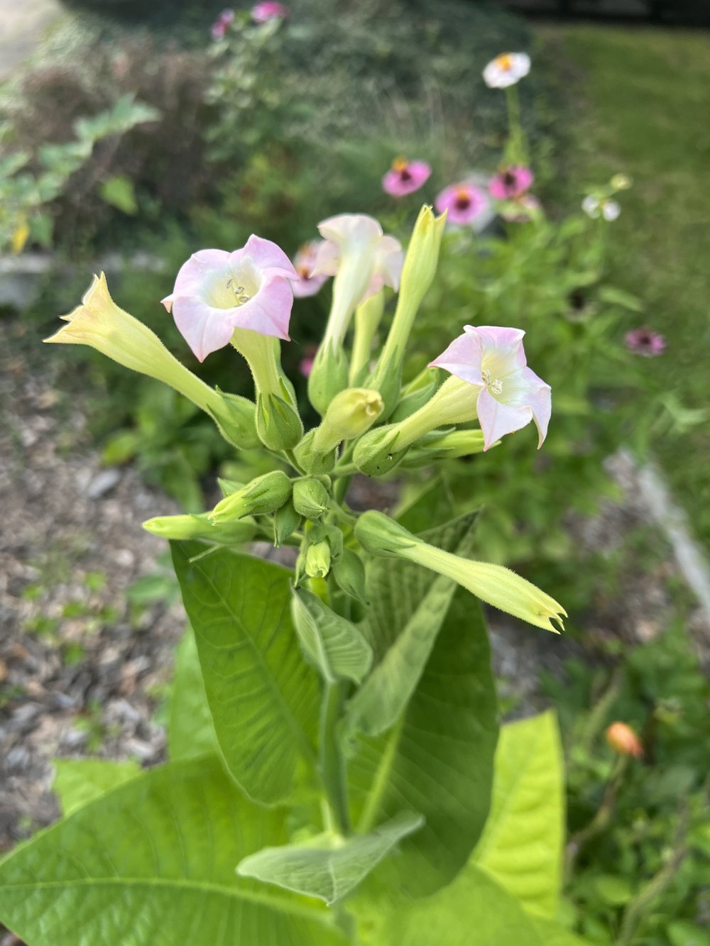 Smoking Tobacco Flower Essence — Kathryn Solie
