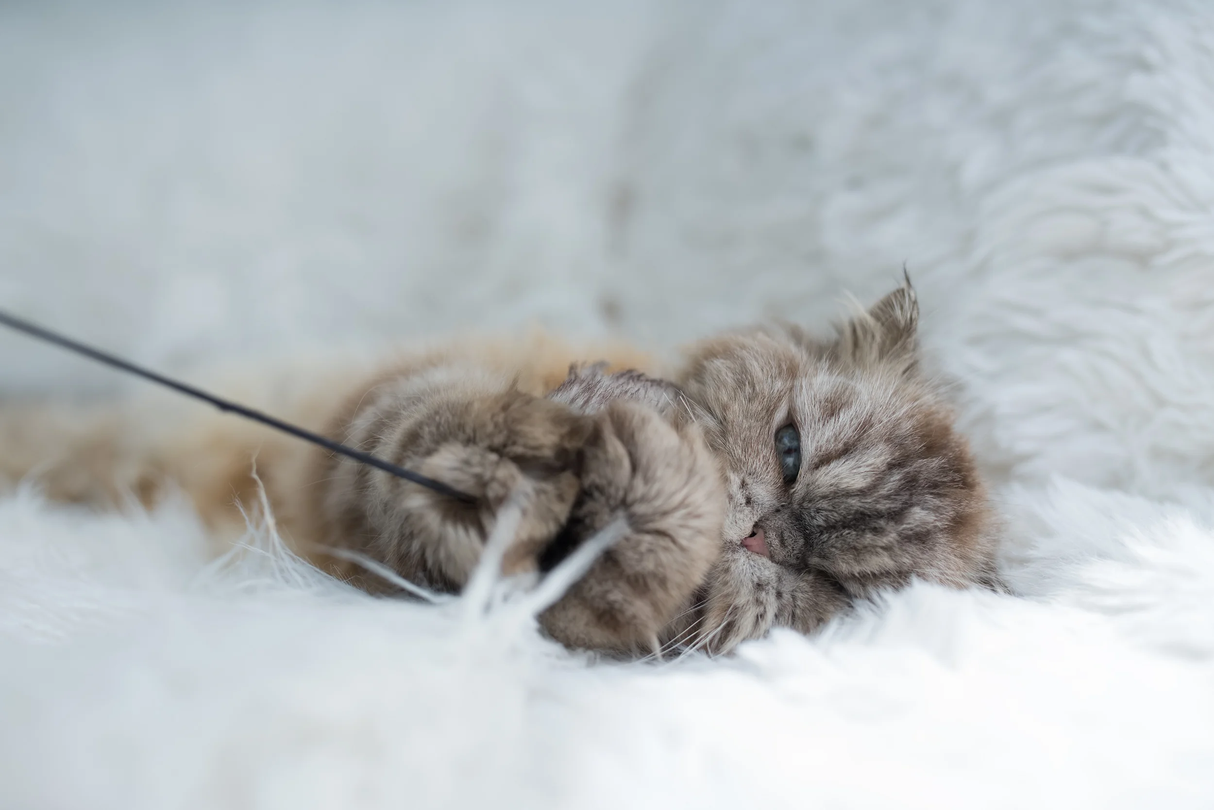 strawberry persian rescue