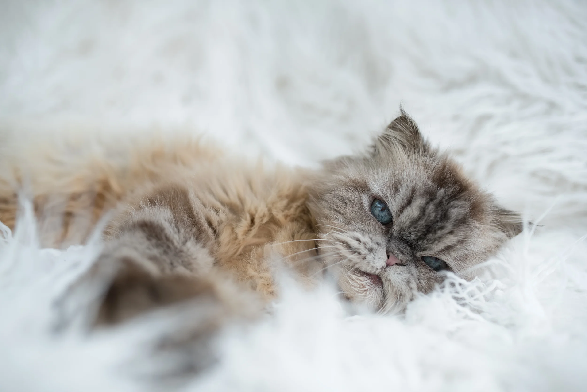 strawberry persian rescue