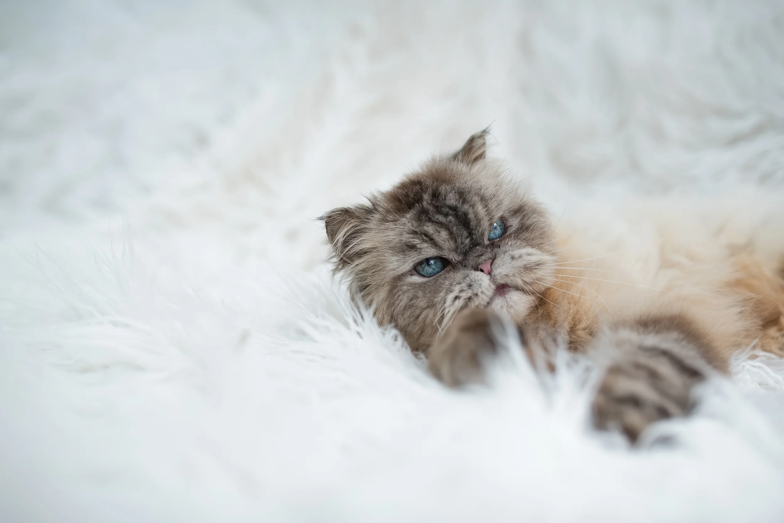 strawberry persian rescue