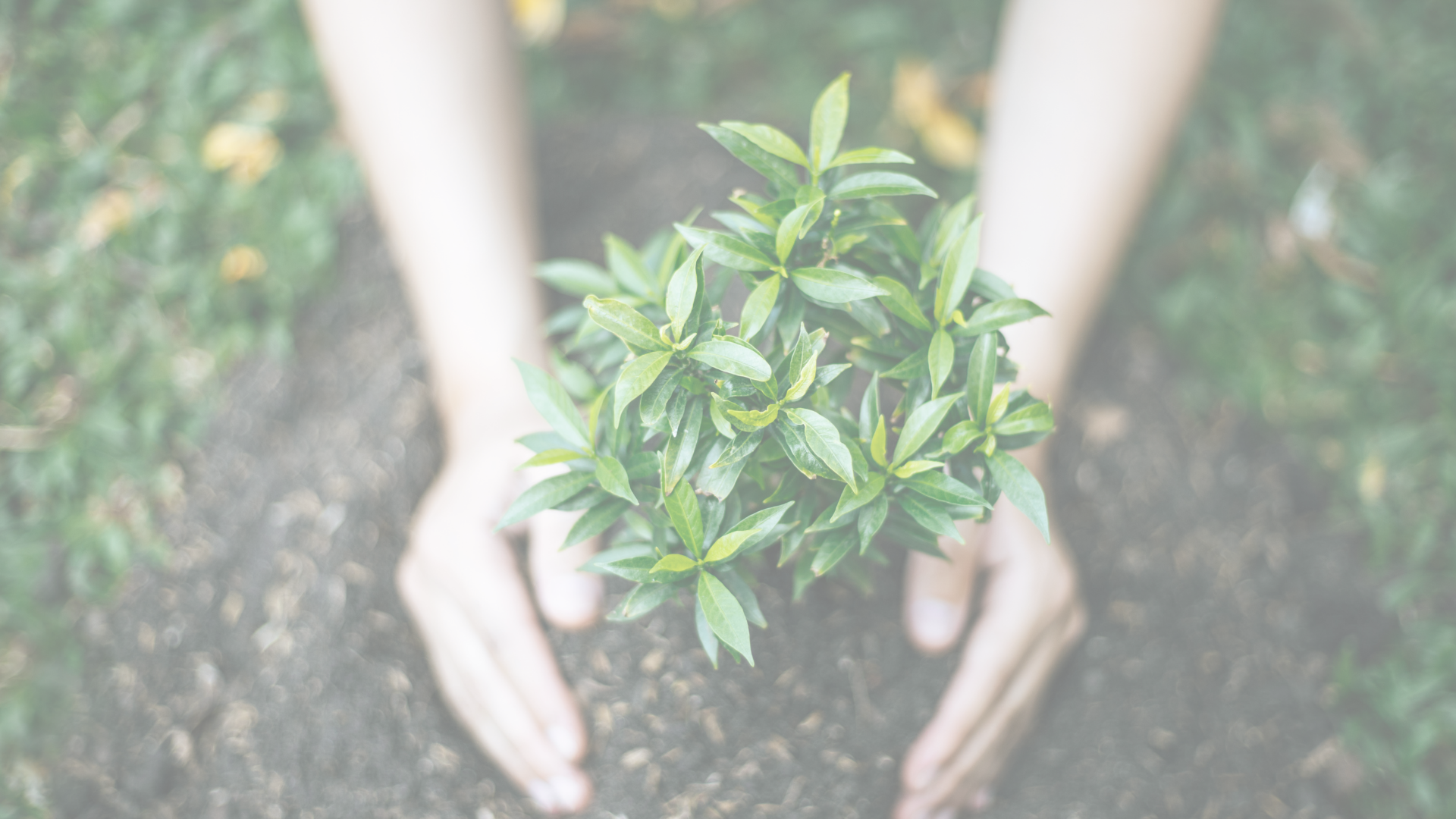 Free Tree Giveaway