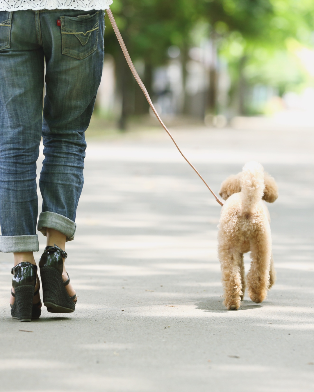 Please Clean Up After Your Dogs