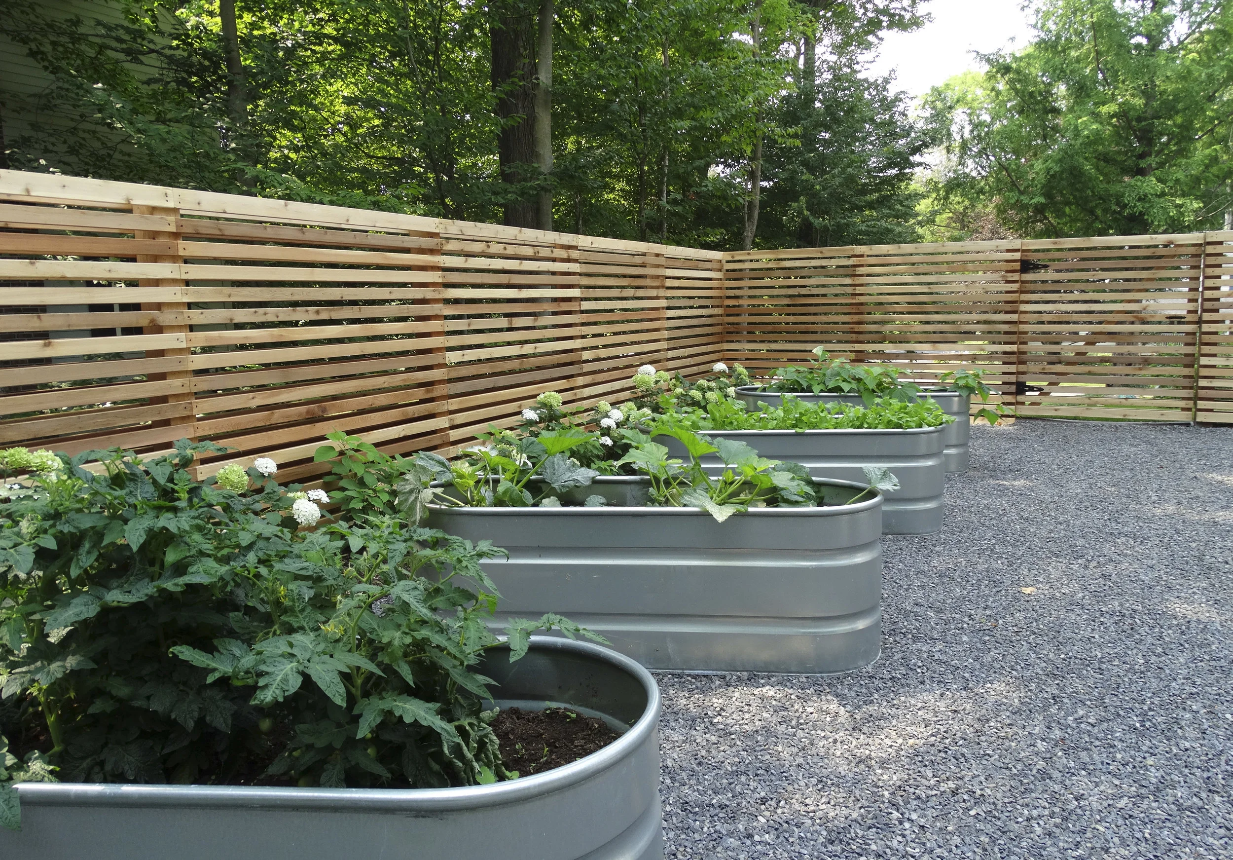 A new gravel container garden contains modern galvanized troughs that the homeowner fills with herbs and vegetables. This area is surrounded on two sides with a new fence. The families young children have hours of fun enjoying planting and caring for these edible friends.