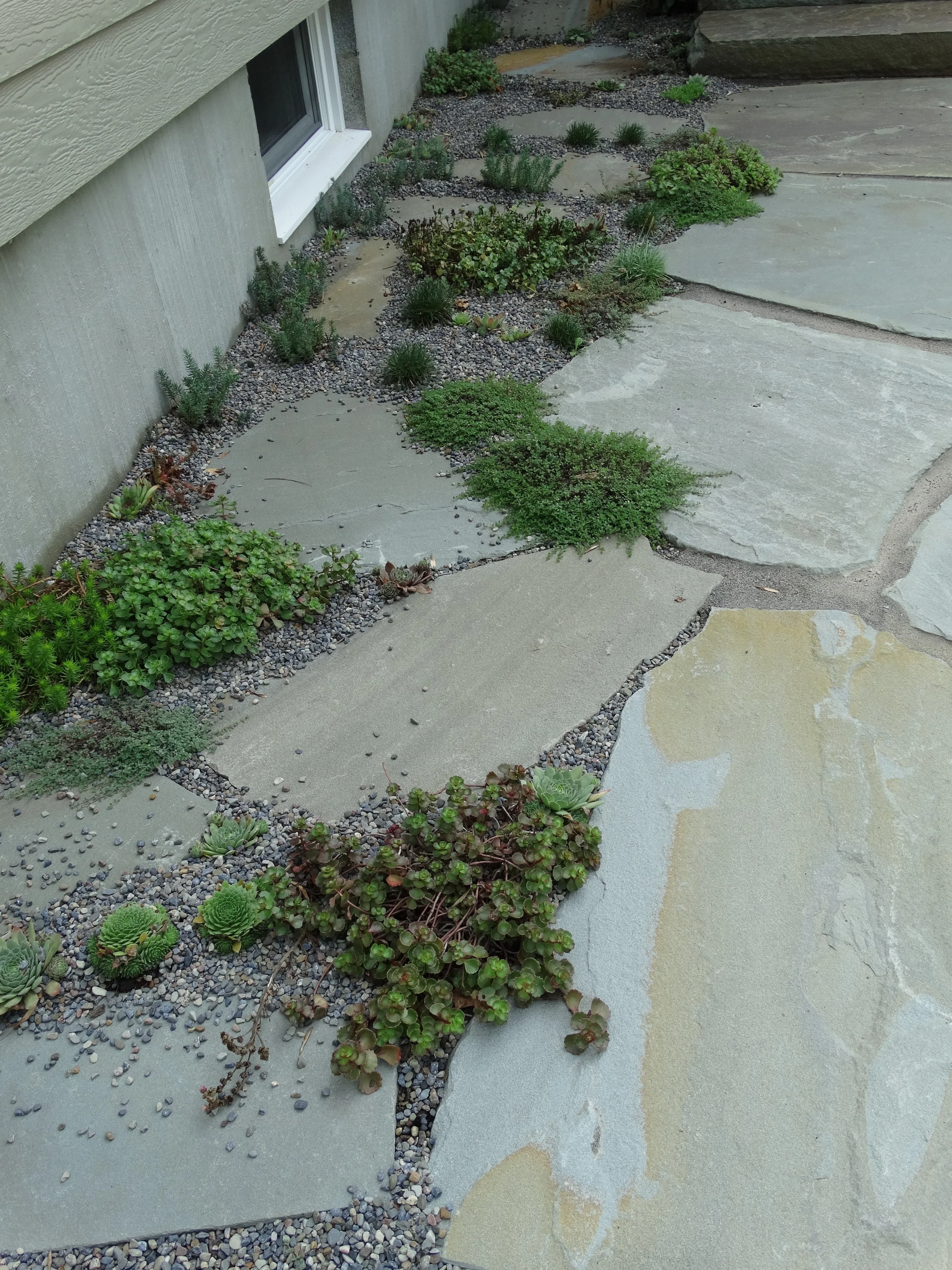  We specified our own soil for the planting to insure that the alpine and rock garden plants remain free draining and dry. The soil was so successful that the plants used in-between joints and in the plant beds grew at a rate we have never seen befor