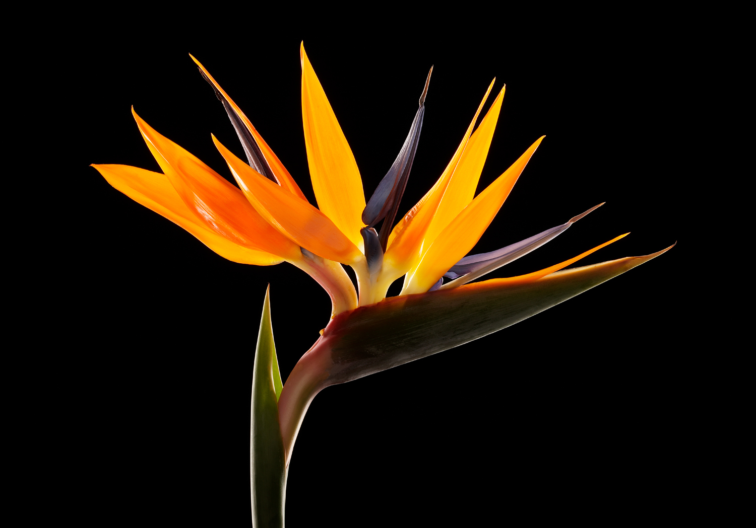 SamScottHunter_BirdOFParadise.jpg