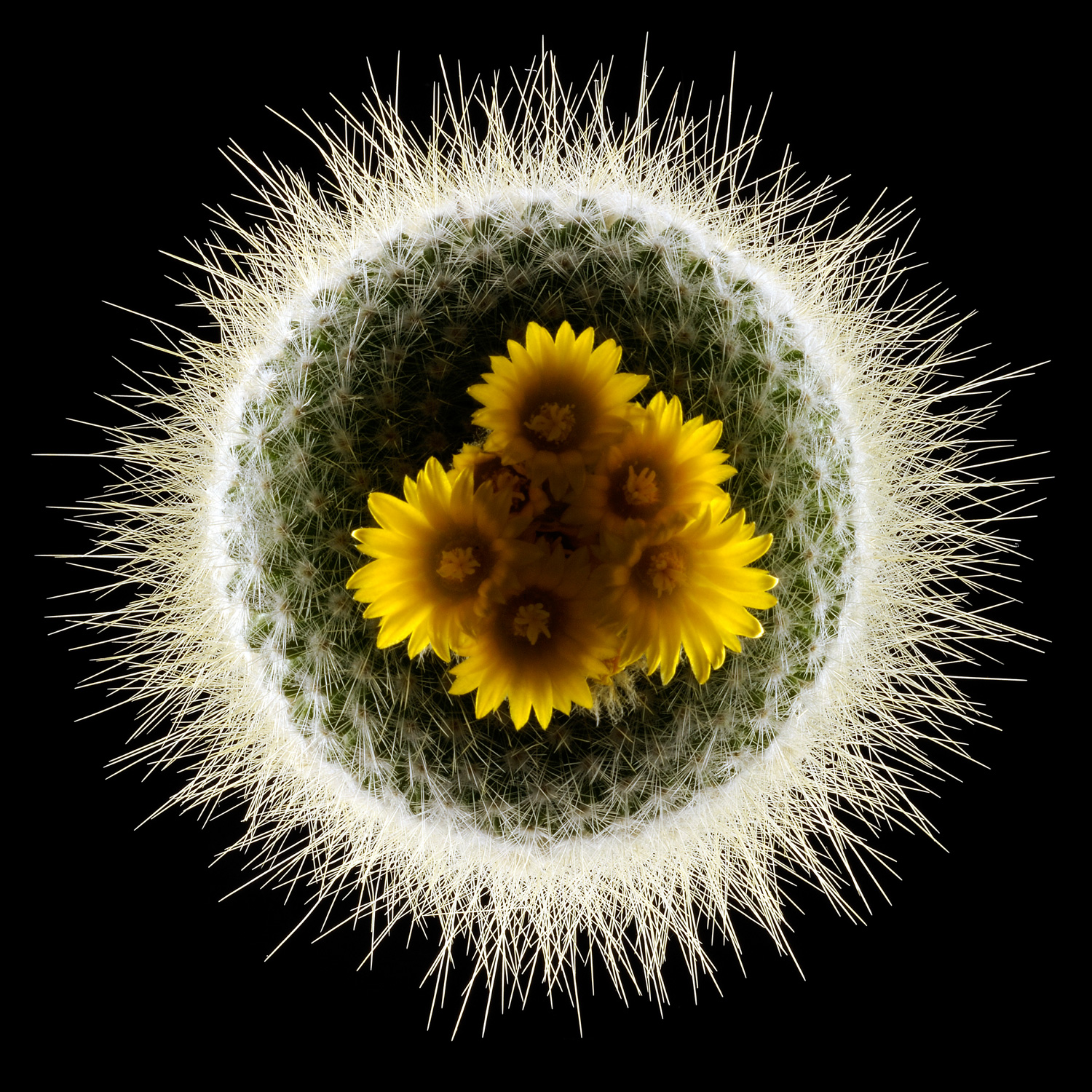 SamScottHunter_Cactus021.jpg