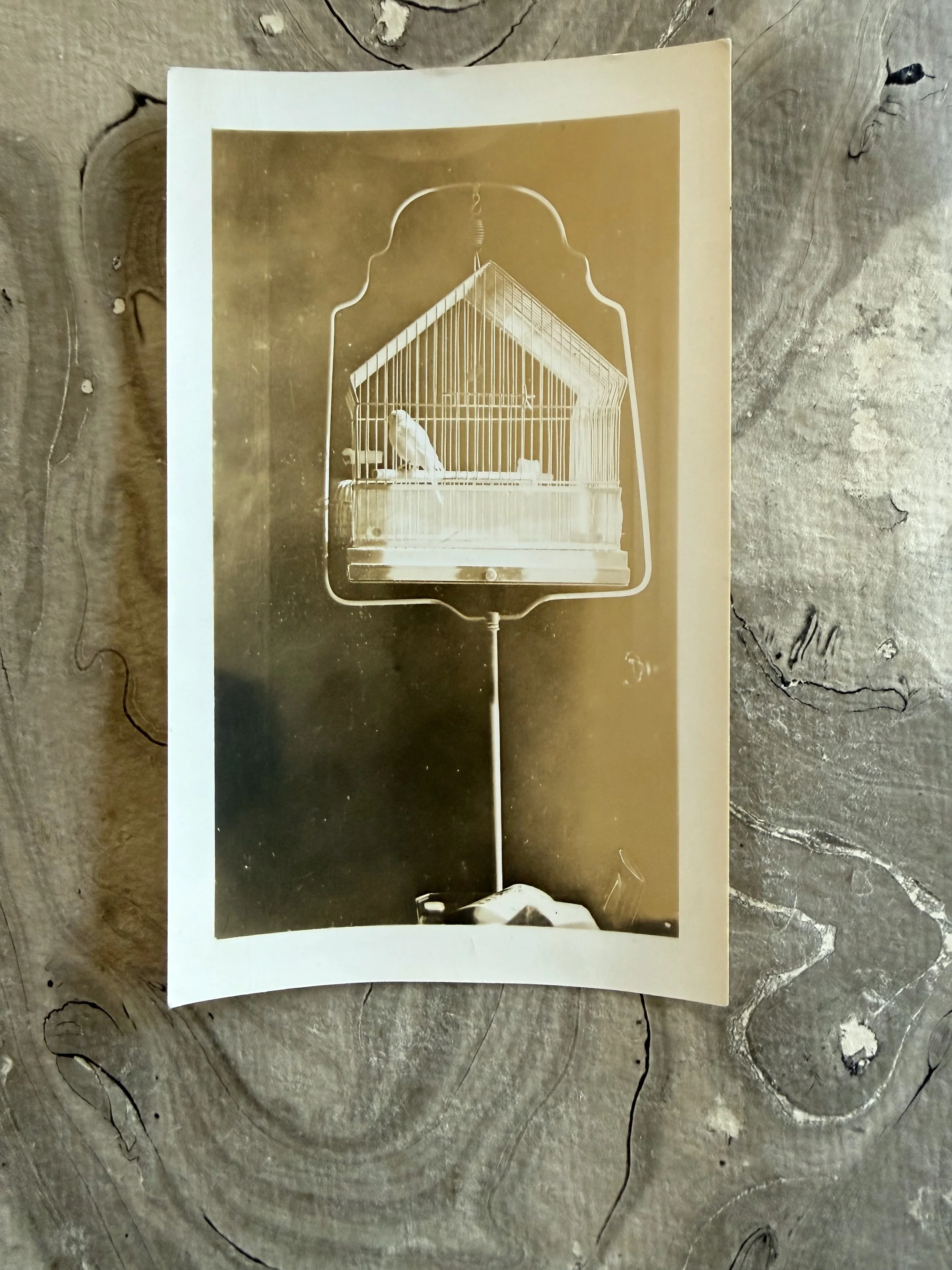 cage 1.jpeg
