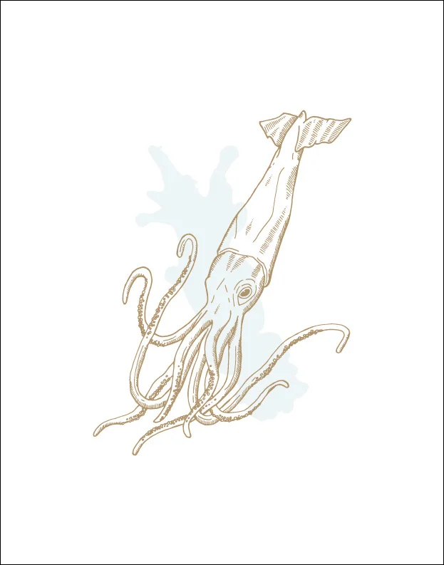 seacreatures_wallprints-squid_crop.jpg