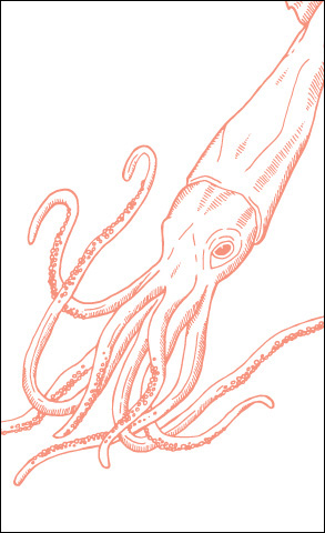 seacreatures_greetingcards-squid_crop.jpg