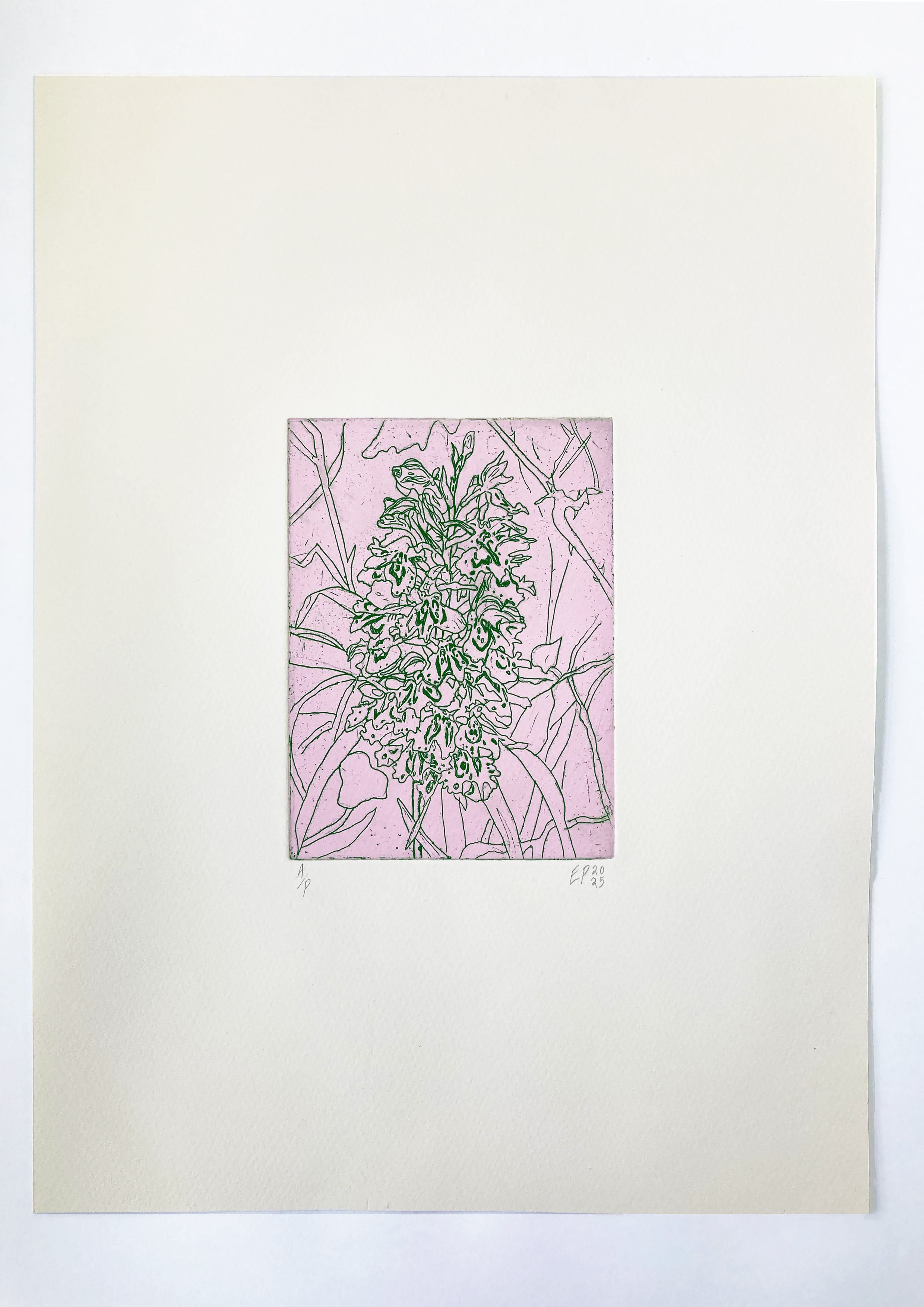 'Common Wild British Orchid'