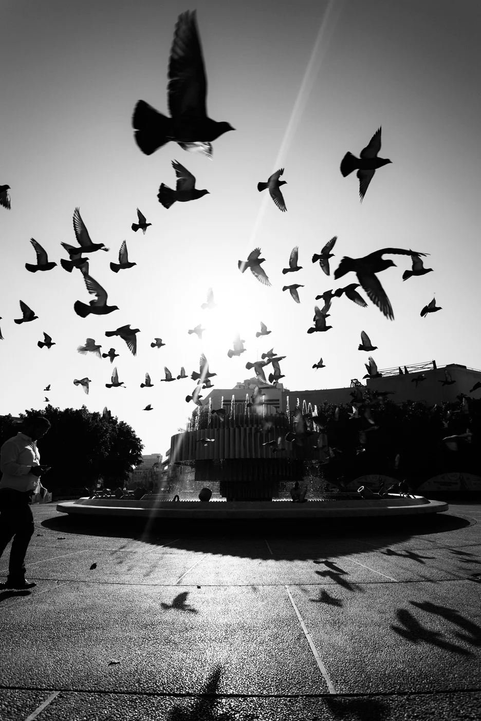 Birds