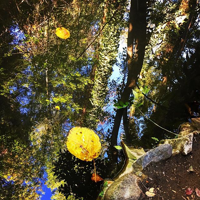 Pondlife#stilllife#skysthelimit#onreflection#ferndell #griffithpark