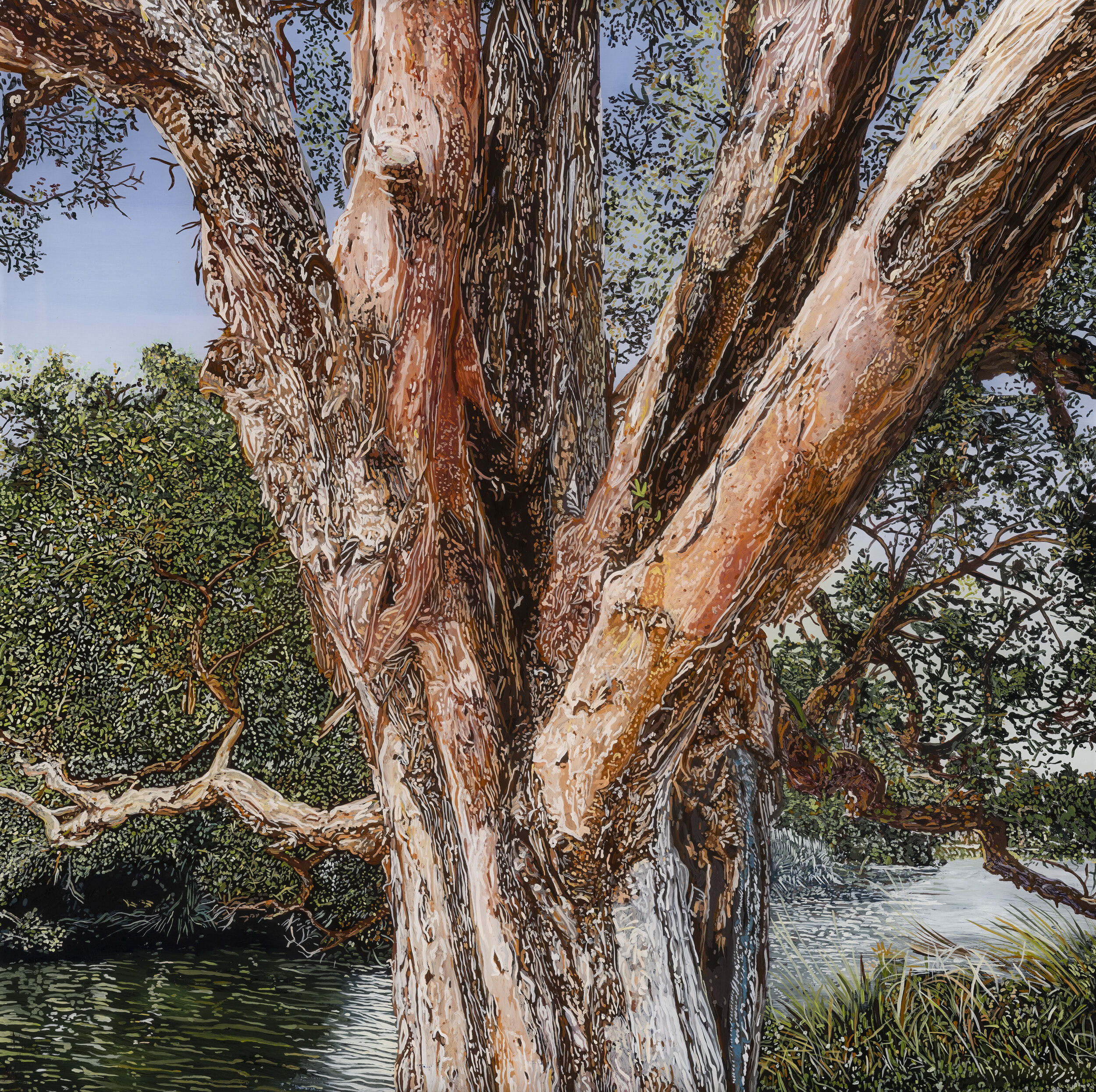 Centennial Paperbark 