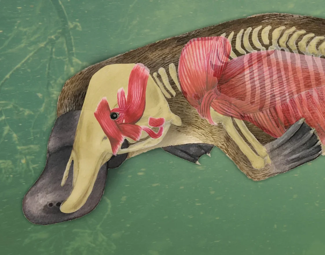  Three layer view of the Platypus.  Skin layer- Gouache and watercolor on watercolor paper.  Muscle Layer- Gouache and color pencil on dura-lar.  Skeleton Layer- Gouache and graphite on dura-lar. 