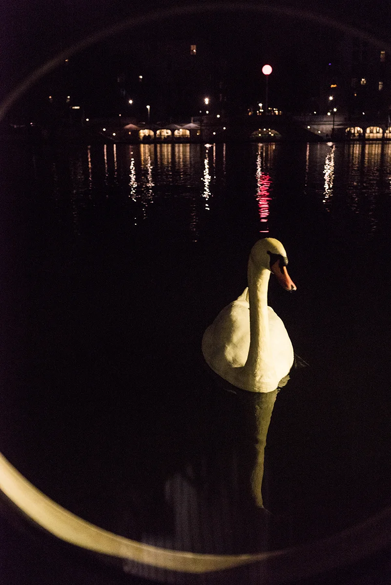 swanvisitW.jpg