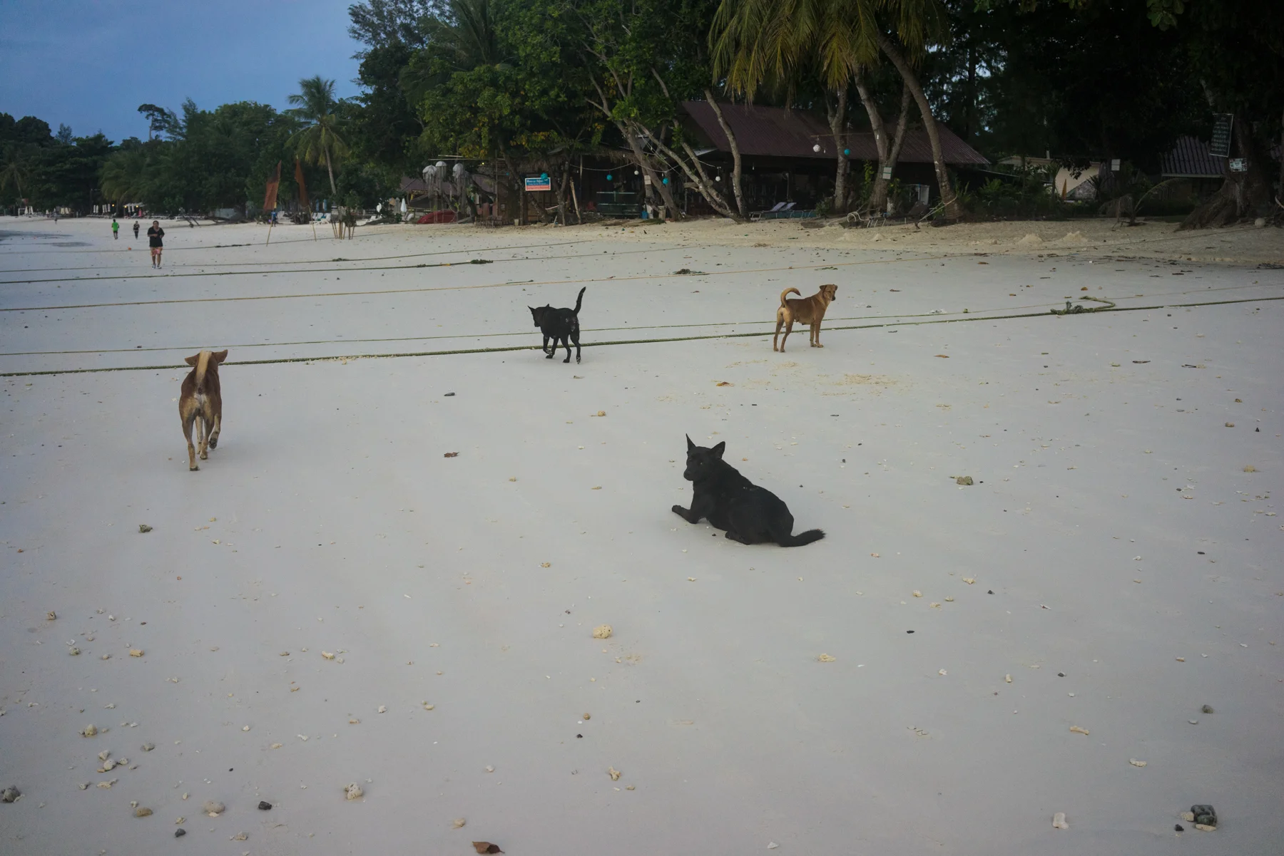 DSC08709.jpg