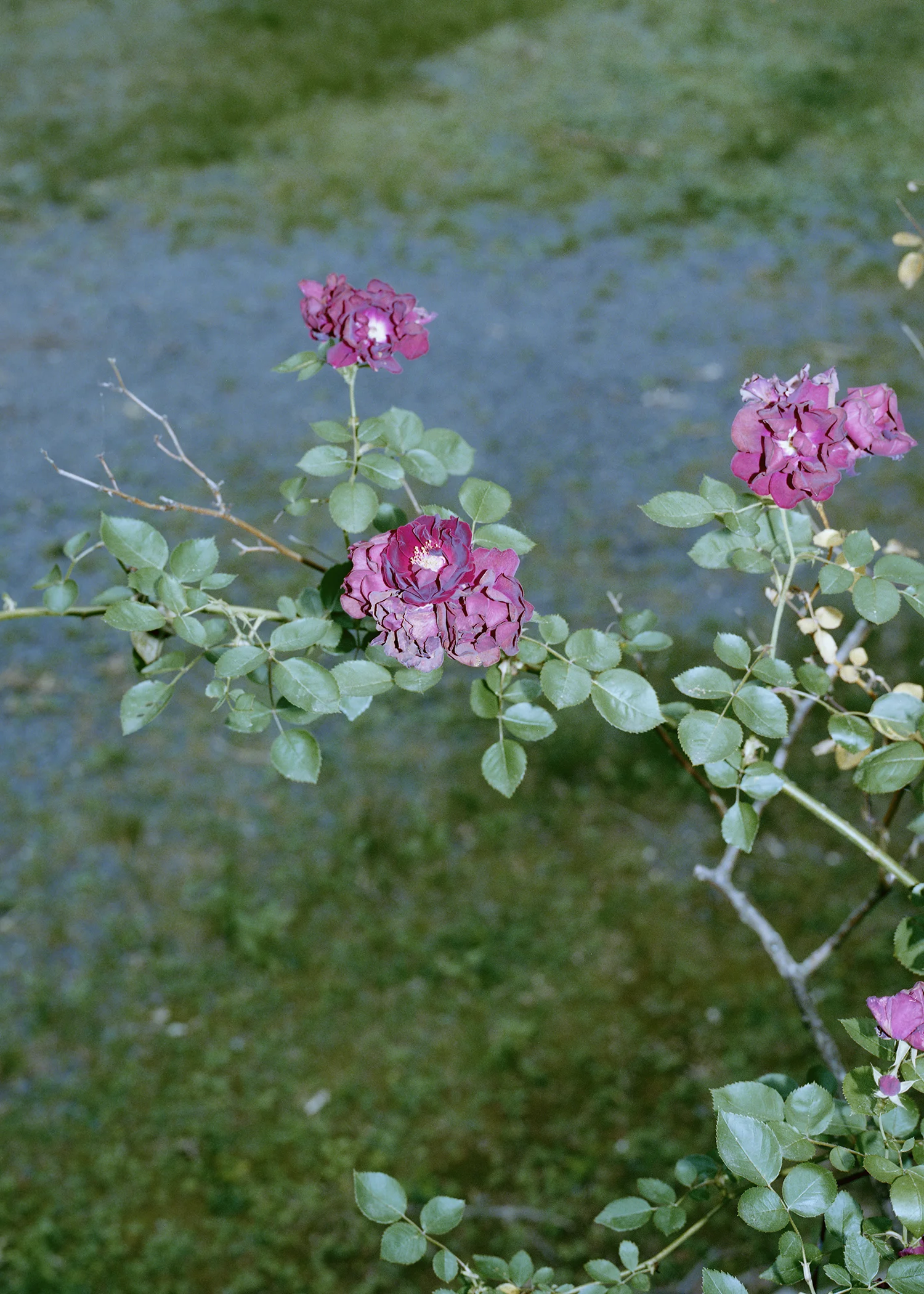 TTG_GENE_ROSES_.jpg