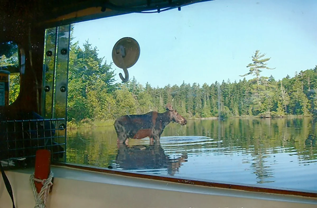 Moose at Moosehead Lake 
