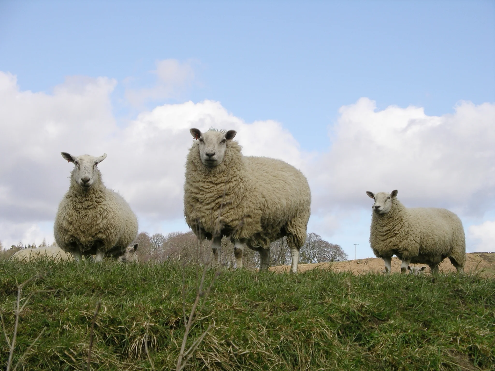 sheep-1568339.jpg