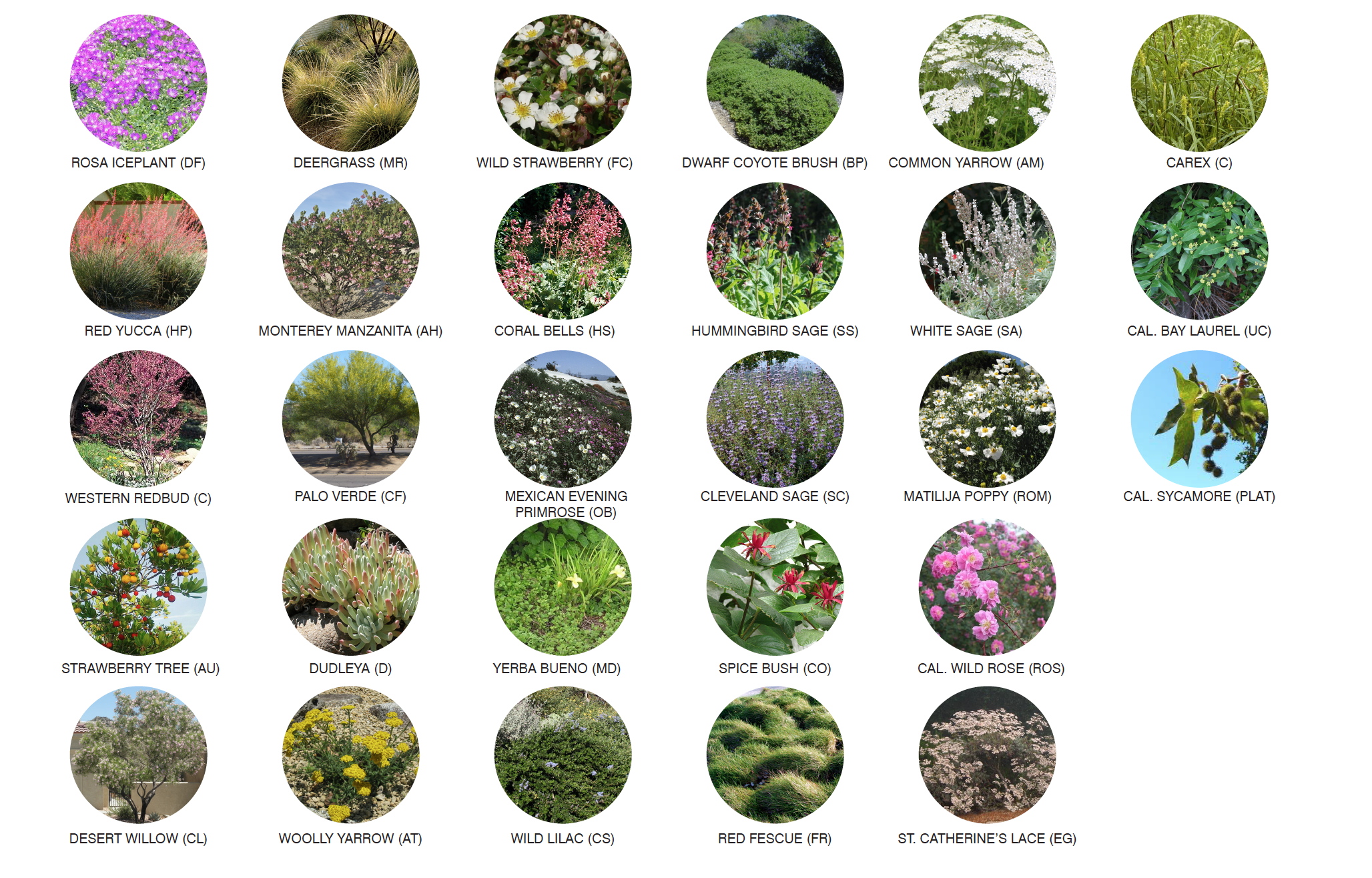 Plants matrix.png