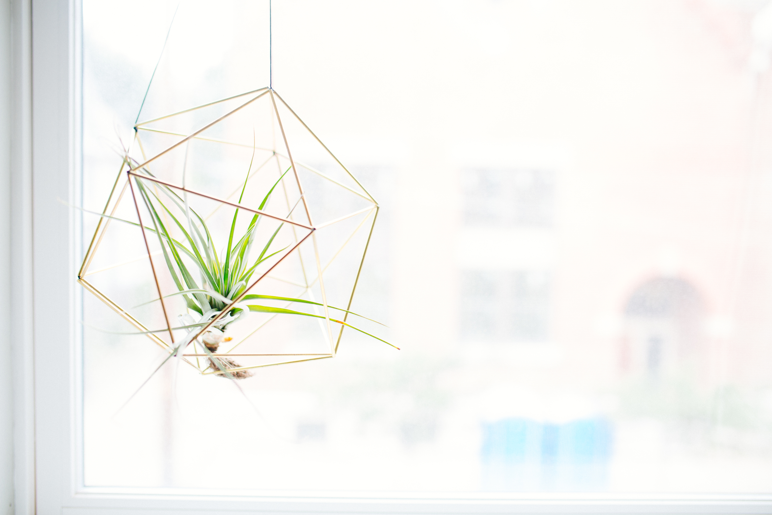 hanging plants.jpg
