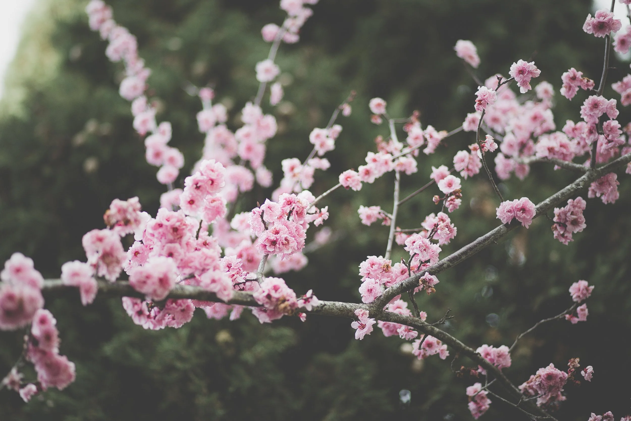 Photo by Antonio Ron on Unsplash