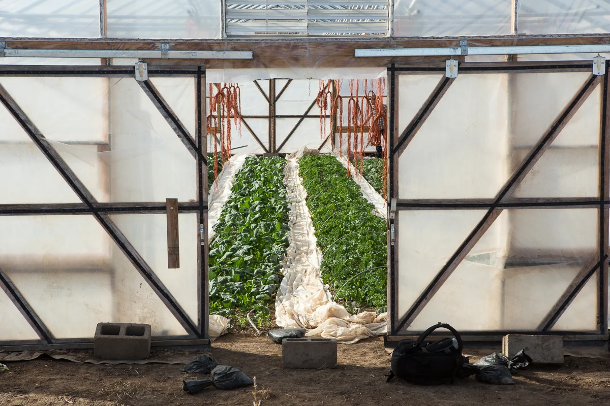 hoophouse.jpg