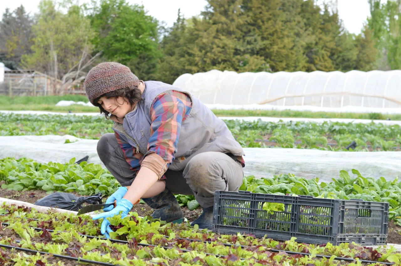 The first harvest of the 2015 summer season! (photo credit: Claire Burnett/BoHo Photography)