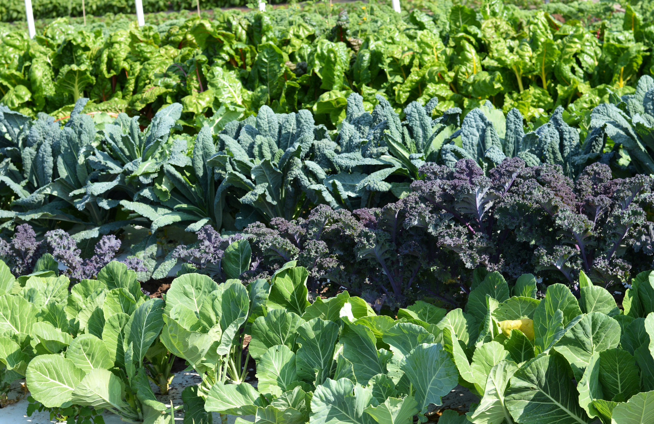 Eat your greens!