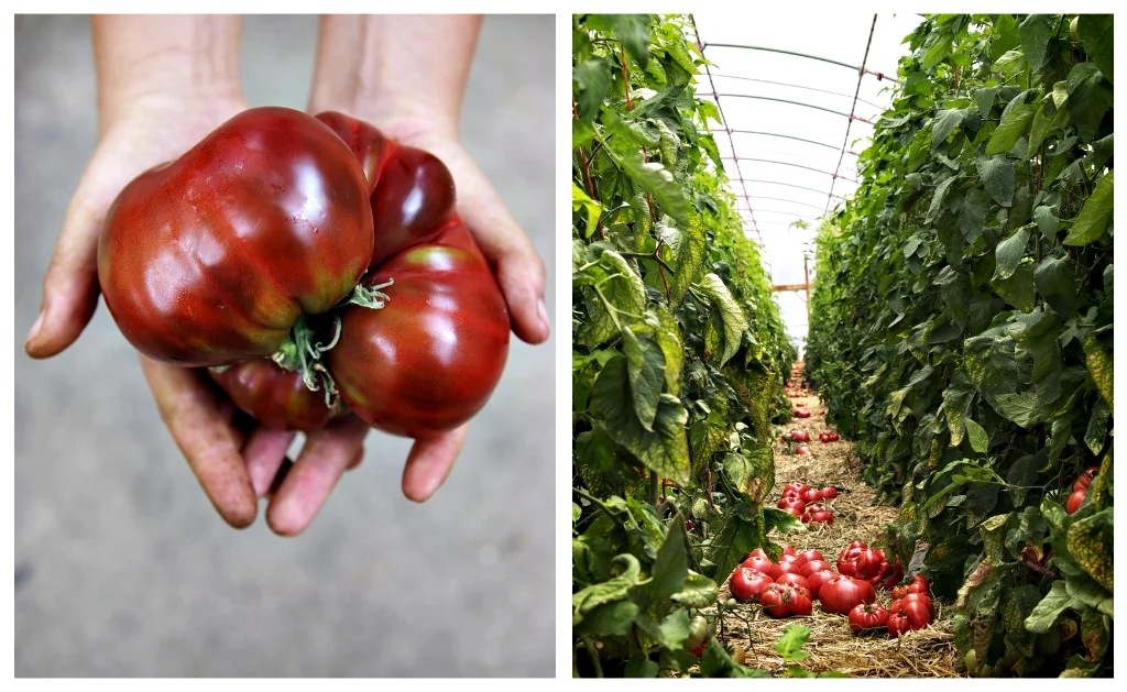 heirloom-tomatoes.jpg
