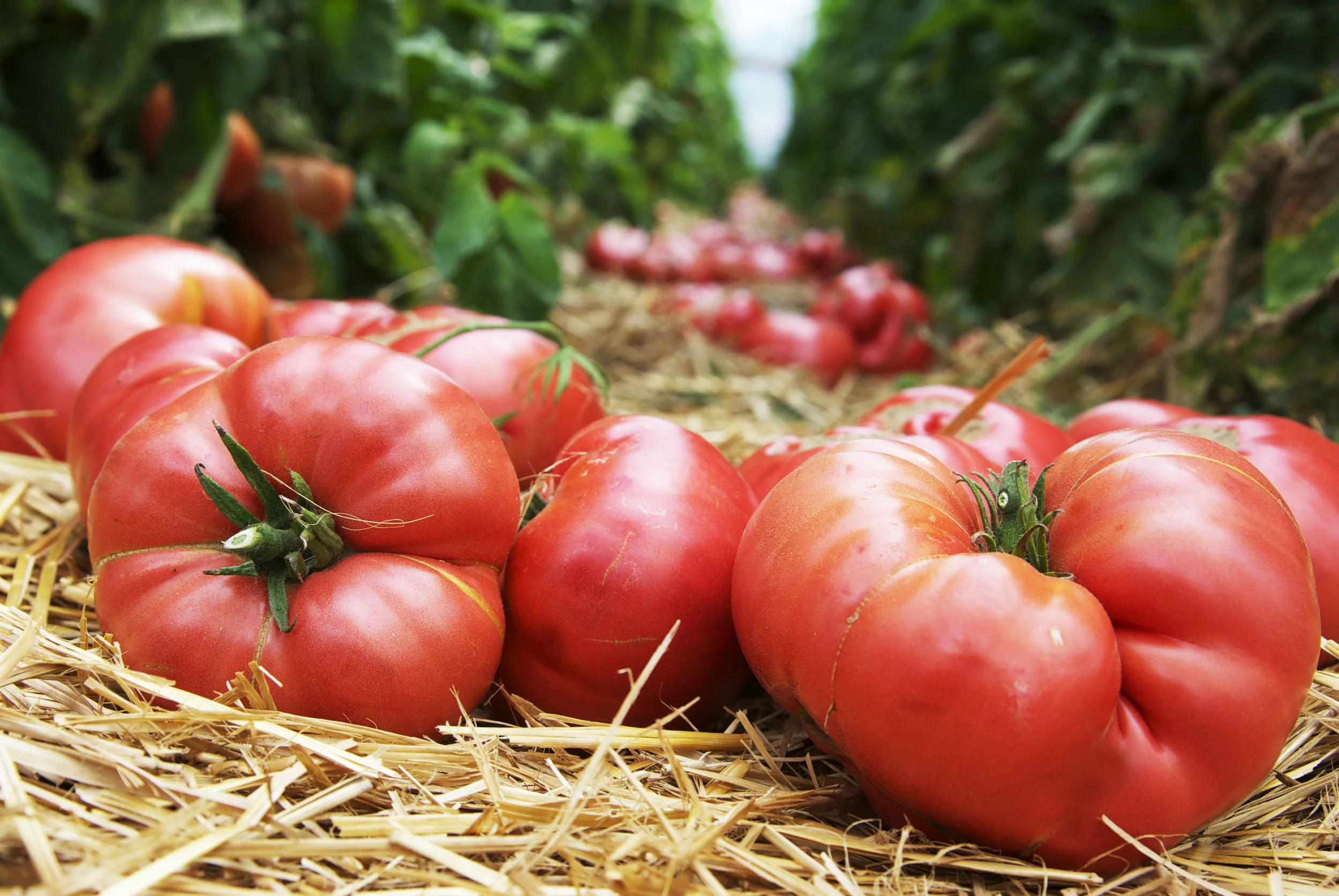 tomato_nativehilll.jpg