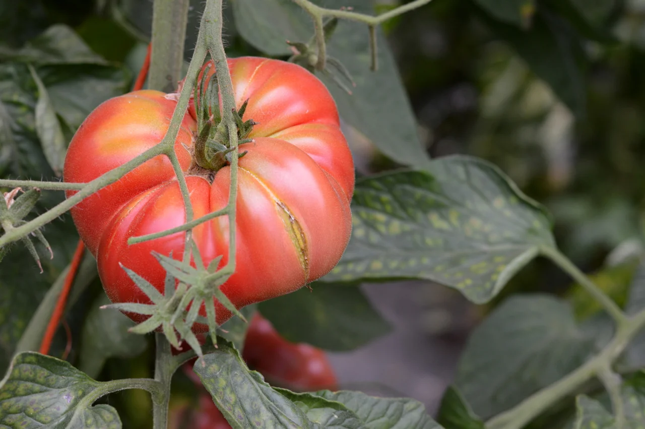 Heirloom tomato sauce is on the menu this week! (Photo by Claire Burnett)