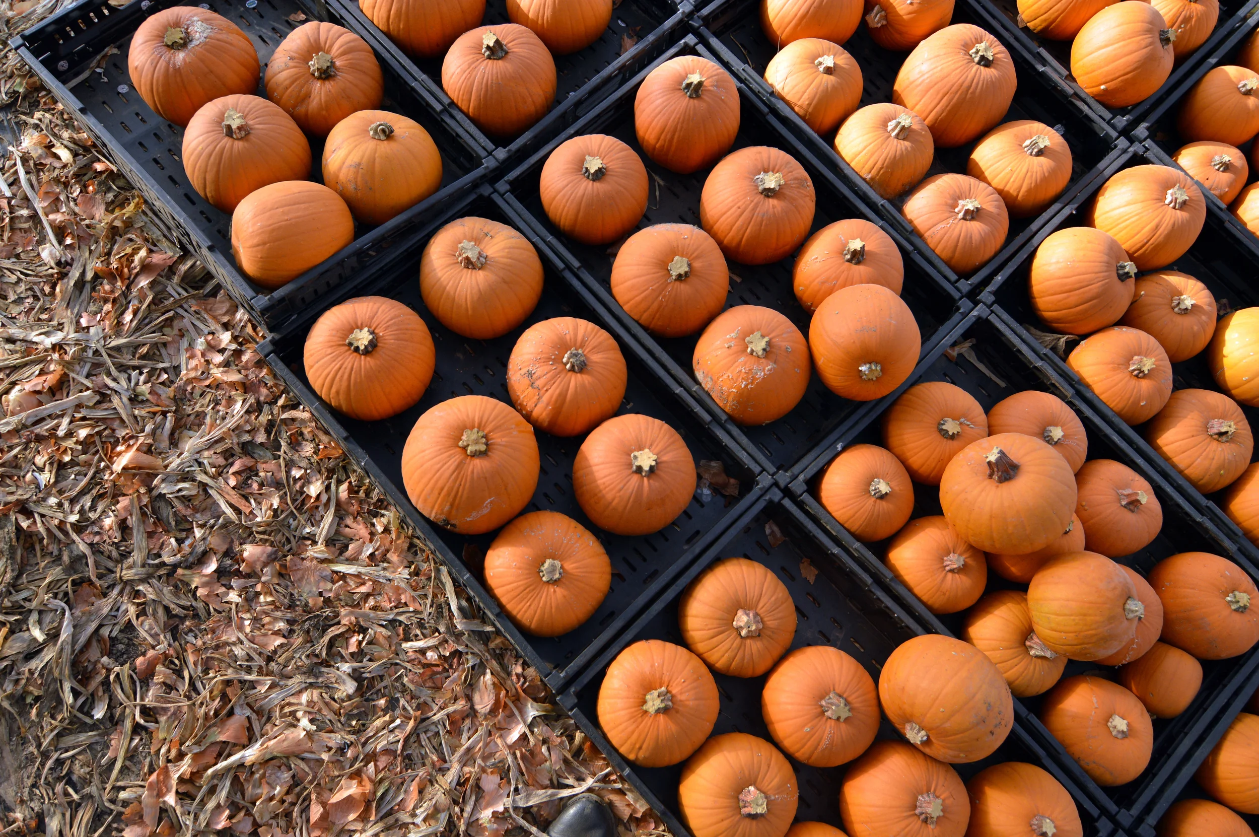pumpkins.jpg