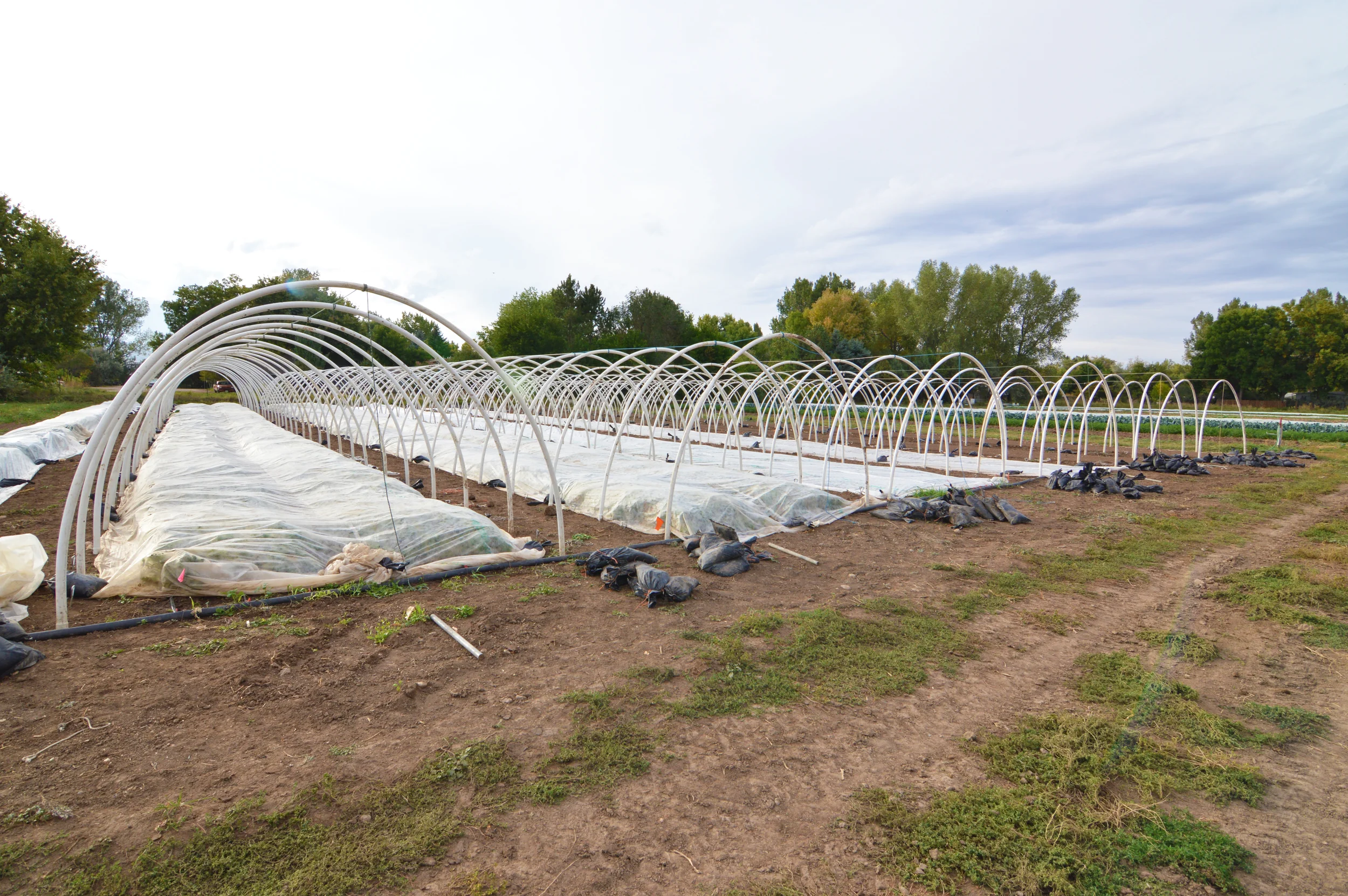 Hoop houses! (Photo by Claire Burnett)