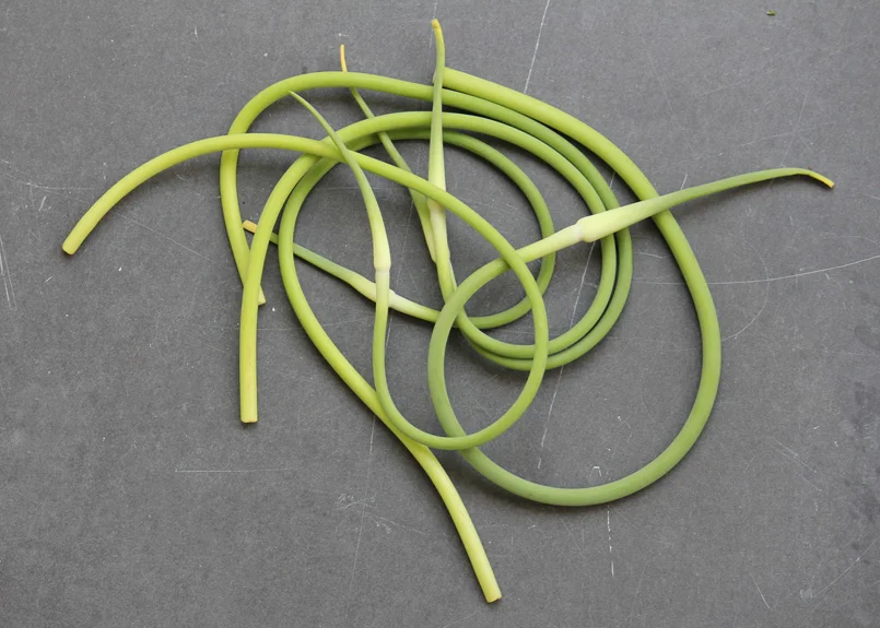 SFC_garlic_scapes.jpg