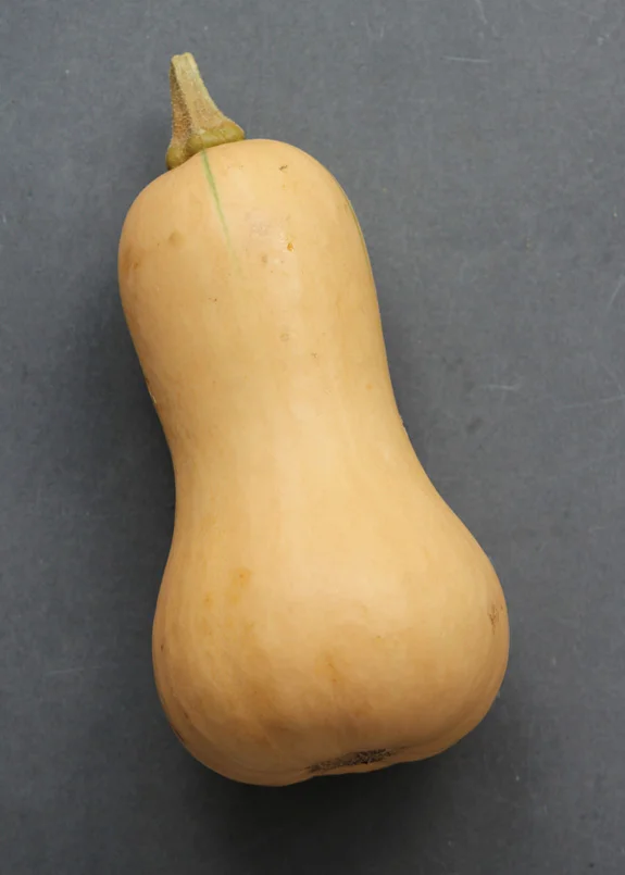 SFC_squash_butternut.jpg