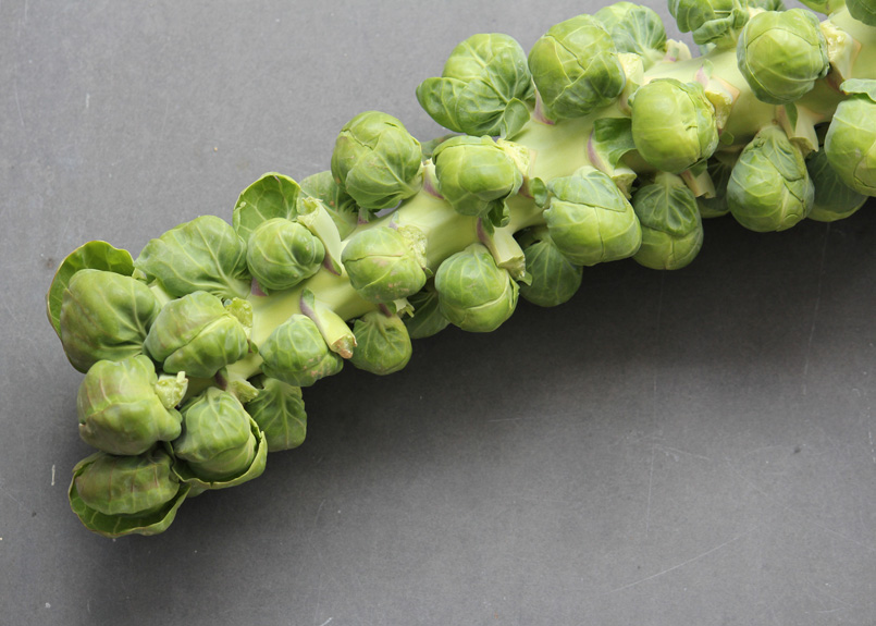 Brussel Sprouts