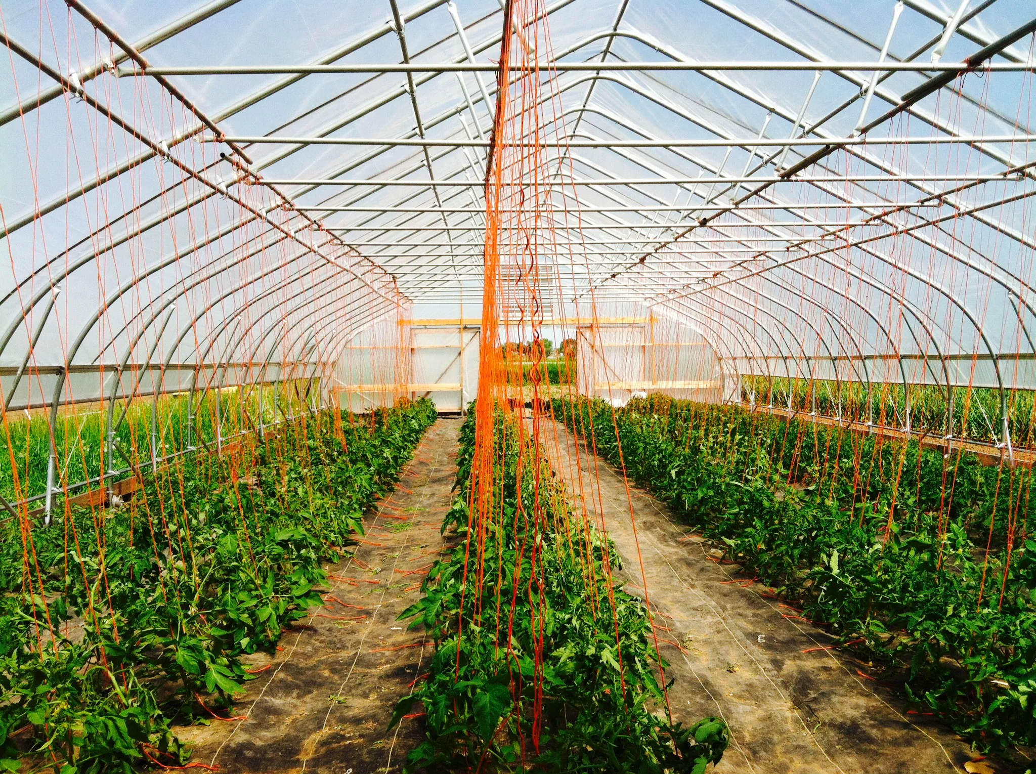 A beautiful shot of Native Hill tomatoes by Farmer Olivia.
