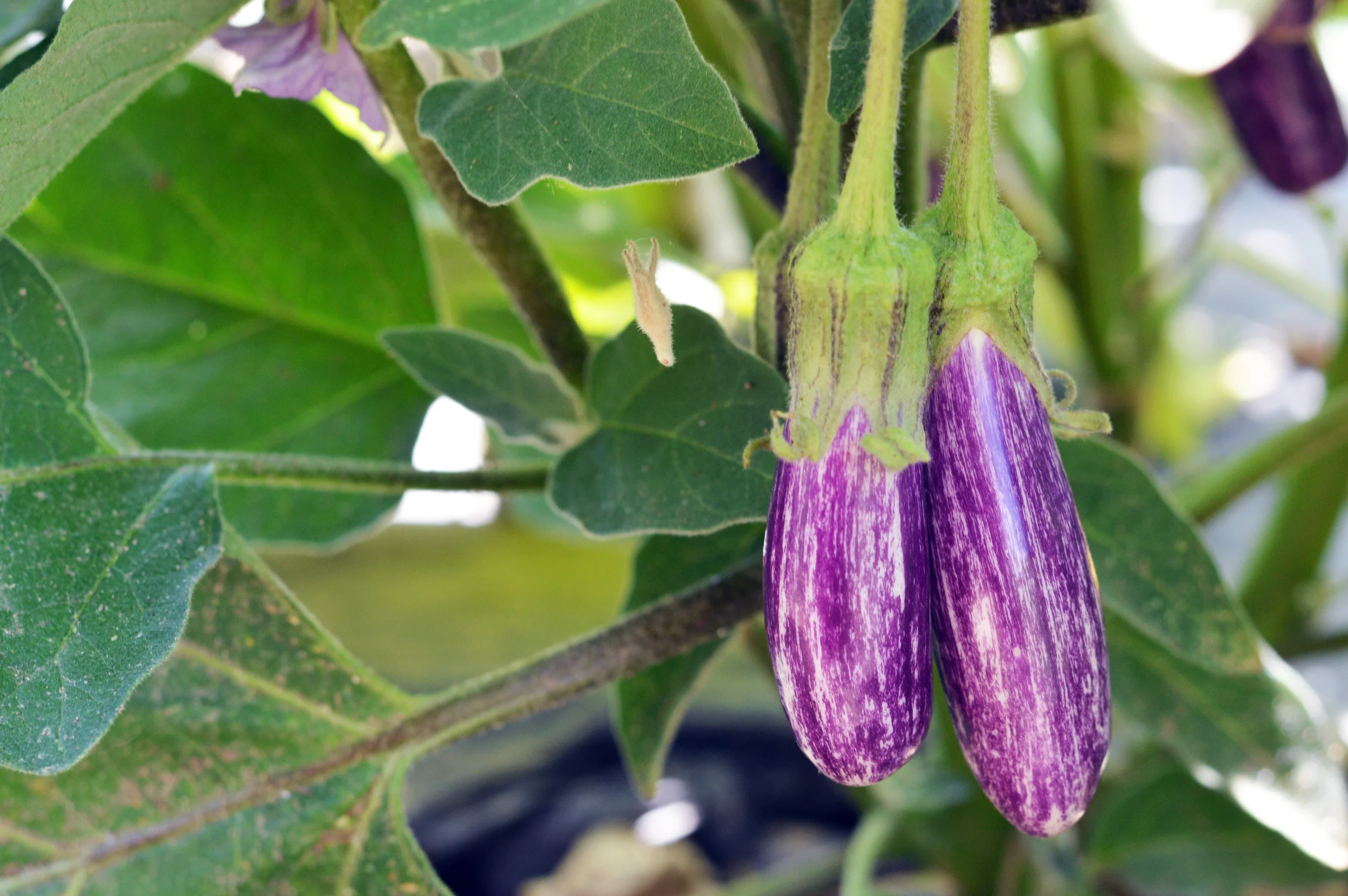 eggplant.jpg
