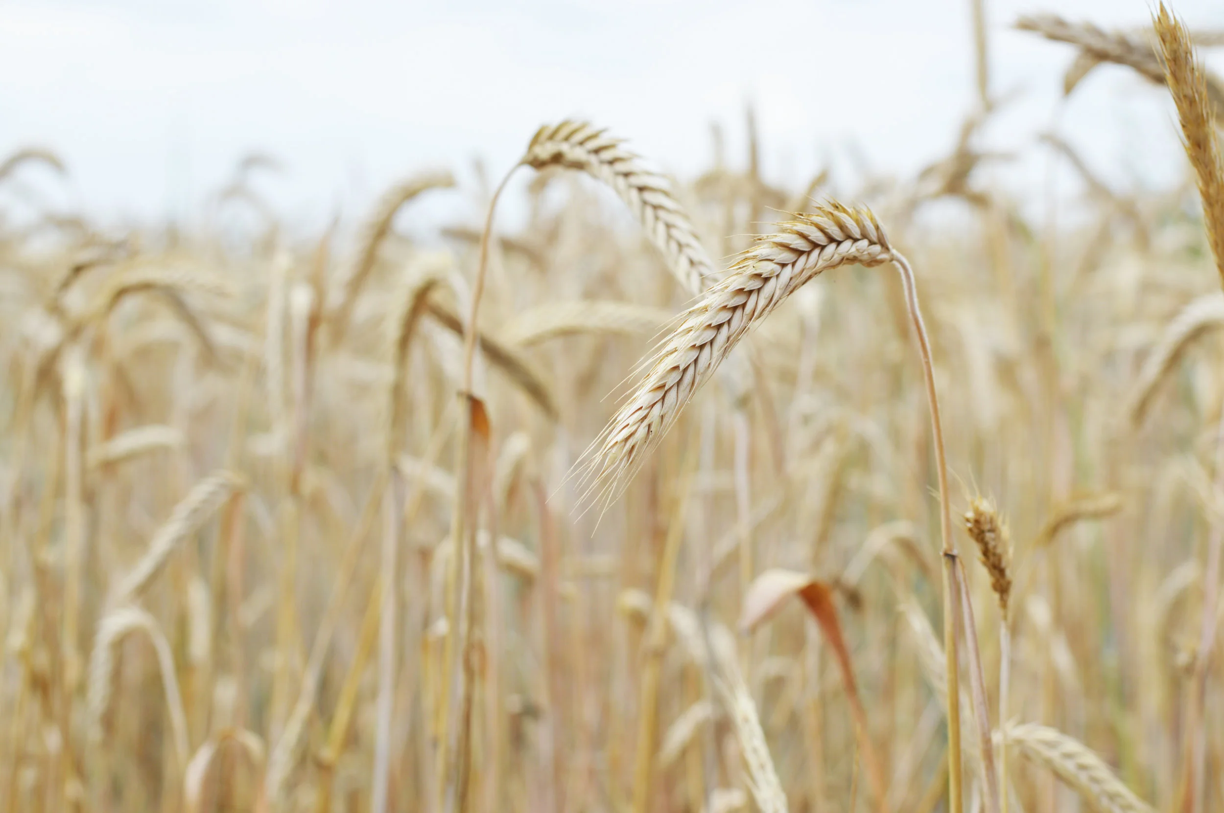 Triticale goes to seed on our new 50 acre plot. (Photo by Cliff Cottage Collective)