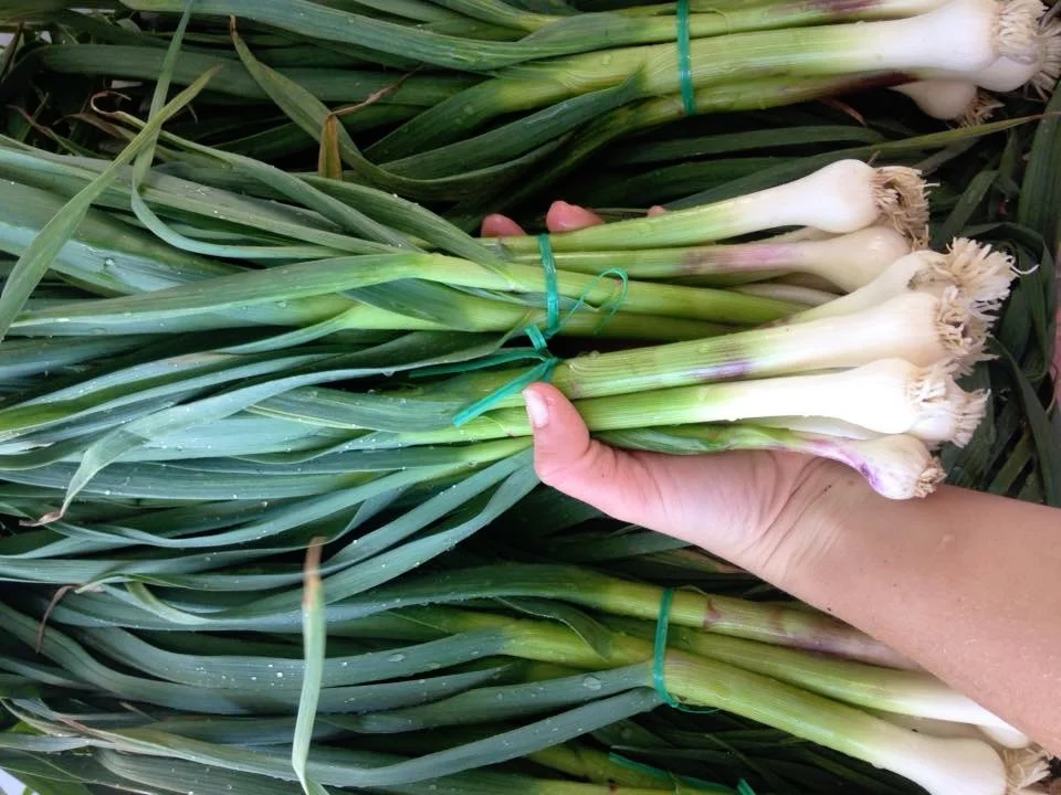 green_onions.jpg