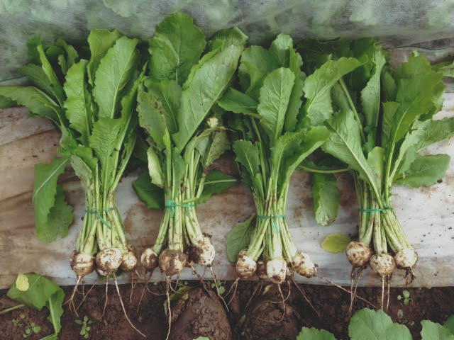 native_hill-Farm.jpg